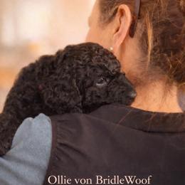 Ollie von Bridlewoof - Black male Goldendoodle puppy in Great Barrington, Massachusetts from BridleWoof