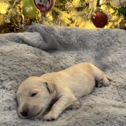 Max: Brown Collar - Light golden male Golden Retriever puppy in Monterey, Tennessee from Lawson’s Green Acres Goldens and Mini Dachshunds