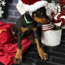 Izan - Black and rust male Doberman Pinscher puppy in Aredale, Iowa from Royal Dynasty Dobermann Kennel
