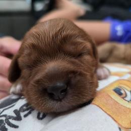 Girl 1 - Red female Cavapoo puppy in Knoxville, Tennessee from Shannan's Cavapoos