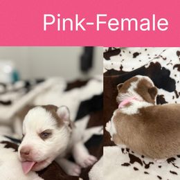 Pink - Red and white female Siberian Husky puppy in Seaford, Delaware from Keira Ieleen Husky Kennel