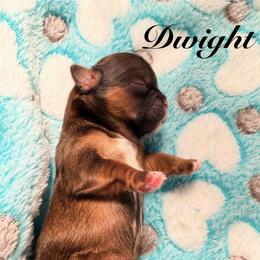 Dwight - Red male Shih Tzu puppy in Hemet, California from Aloha Shih Tzu