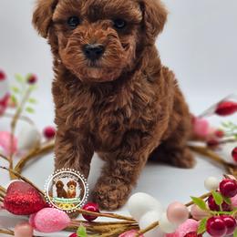 Poodle puppies from Meadowbrook Poodles