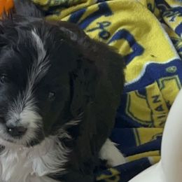 Bernedoodles from Beckett’s Bernedoodles