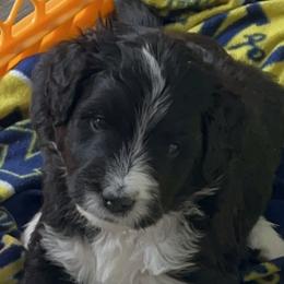 Bernedoodles from Beckett’s Bernedoodles