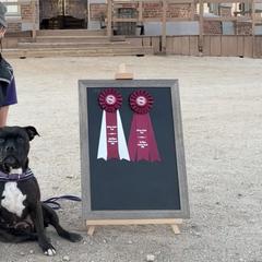 Staffordshire Bull Terriers from Volstock Staffordshire Bull Terriers