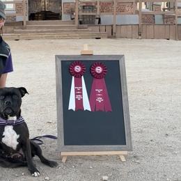 Staffordshire Bull Terriers from Volstock Staffordshire Bull Terriers