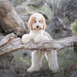 Fitz - Poodle