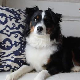Brandy - Miniature Australian Shepherd
