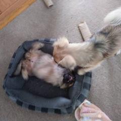 Tibetan Spaniel Puppies from Tina-Rie Tibetan Spaniels