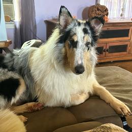 Willow - Collie