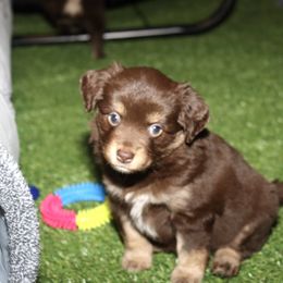 Golden Retriever and Miniature Australian Shepherd Puppies from Raised Right Pups