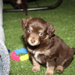 Golden Retriever and Miniature Australian Shepherd Puppies from Raised Right Pups