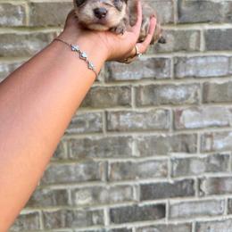 Boy 3 - Sable male Yorkshire Terrier puppy in Mobile, Alabama from Ace of Spades Yorkies