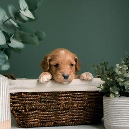German Shepherd, Goldendoodle, and Golden Retriever Puppies from Silver Pines Pups