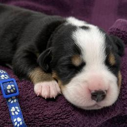 Navy Blue - Black, white and red male Greater Swiss Mountain Dog puppy in Oregon City, Oregon from Runamuck's Greater Swiss Mountain Dogs