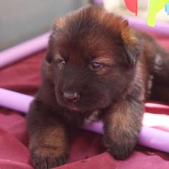 German Shepherd Puppies from vom Noctis