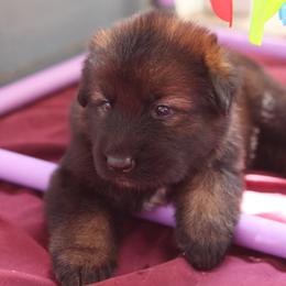 German Shepherd Puppies from vom Noctis