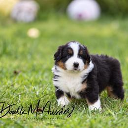 Demi - Black tri-color female Australian Shepherd puppy in Olivehurst, California from Double M Aussies