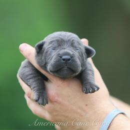 Girl 2 - Gray female Cane Corso puppy in Cable, Ohio from Americana Cane Corso