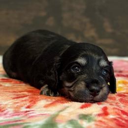 Peach - Black and cream female Dachshund puppy in Dothan, Alabama from Little House Pups