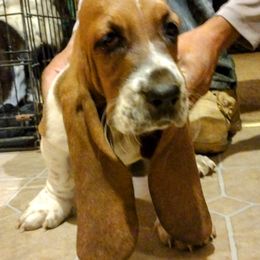 Basset Hound Puppies from MGA Basset Hound