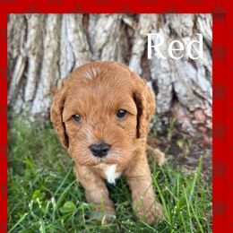 Cavapoo Puppies from Preston’s cavapoos