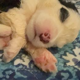 Black - Gray and white male Old English Sheepdog puppy in Iowa from Midwest Puppy Paws