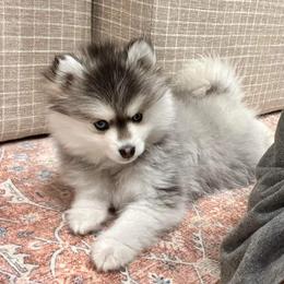 Pomsky Puppies from SZ Rolling Acres LLC