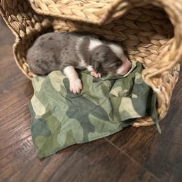 Boy 1 - Blue merle male Miniature Australian Shepherd puppy in Doddridge, Arkansas from Huddleston Farm