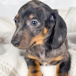 Lychee - Dapple male Dachshund puppy in Sacramento, California from MiniDoxPups