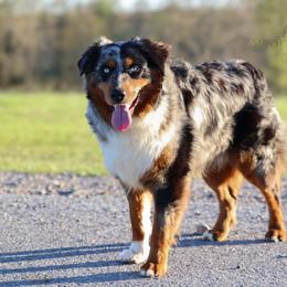 Roadie - Australian Shepherd