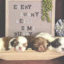 Shih Tzus, Shorkies, and Yorkshire Terriers from Empire Yorkies