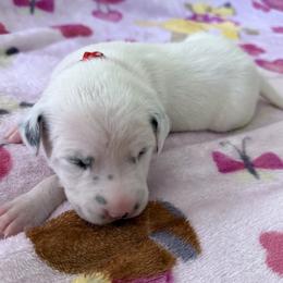 Ruby - White and black female Dalmatian puppy in Hastings, Florida from Love My Spotty Dalmatians
