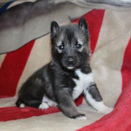 Halestorm - Agouti and white female Siberian Husky puppy in Le Sueur, Minnesota from Tevana Siberians LLC