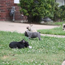 French Bulldog Puppies from Gorilla Zoo Kennels