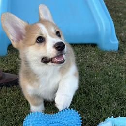 Pink Collar Female - Sable female Pembroke Welsh Corgi puppy in Victoria, Texas from Clear Creek Corgis