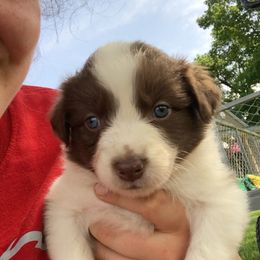 Aussiedoodle and Australian Shepherd Puppies from Springhill Hog and Cattle Co.