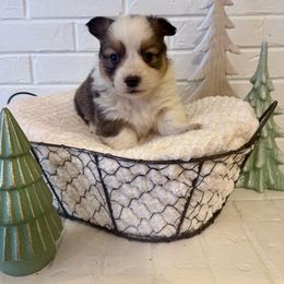 Donner - Red male Pembroke Welsh Corgi puppy in Payson, Utah from Spring Creek Aussies + Corgis