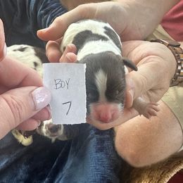 Puppy Boy 7 - Liver and white male English Springer Spaniel puppy in Lynchburg, Virginia from Southern Springers