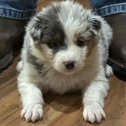 Grace - Dilute blue female Australian Shepherd puppy in Canton, Mississippi from Haven Farms Australian Shepherds