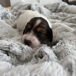 Owl - Piebald male Dachshund puppy in Vancouver, Washington from Cascade Minis