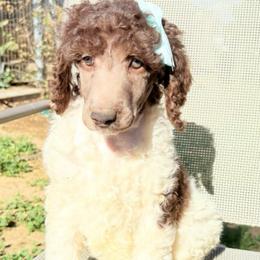 Apple (Naia) - Parti female Poodle puppy in Meadowbrook, California from Standard Poodle Pups