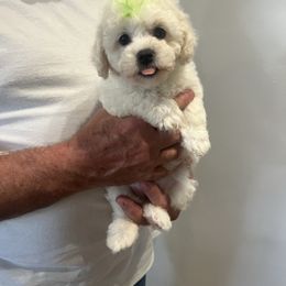 Little green boy - White male Bichon Frise puppy in Wilmington, North Carolina from Cape Fear Bichons