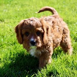 Hazel - Red female Cavapoo puppy in Malad City, Idaho from FreckledCowgirlPuppies