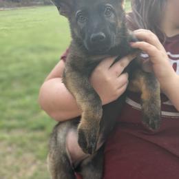 Willow - Sable female German Shepherd puppy in Gainesville, Georgia from Vom Haus Schair-Finest Working line German Shepherd Puppies