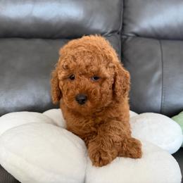 Bruno - Red  male Poodle puppy in Berrien Springs, Michigan from Michigan Mini & Toy Red Poodles