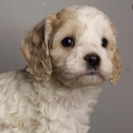 Cockapoos, Cocker Spaniels, and Poodles from Parker's Cockapoos, LLC
