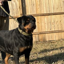 Kimba - Rottweiler