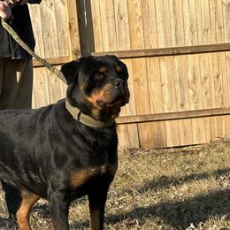 Kimba - Rottweiler